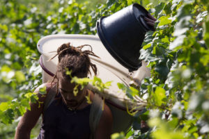 Vendanges-2017-6